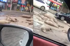 周口太康县道路上出现大量死猪，县农业农村局：涉事司机被警方控制视频封面