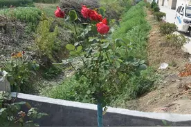 挖两株月季回家种被拘留很冤吗？多部门回应，律师解读图片
