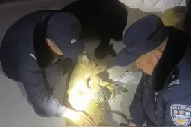 冬春行动｜志丹公安：警民爱心接力救助野生动物图片