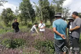 大马士革玫瑰香飘农户房前屋后图片