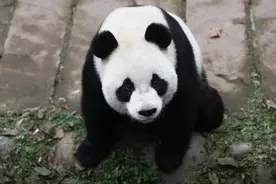 定了！1月26日，这3只大熊猫将在中国大熊猫保护研究中心雅安基地“首秀”图片