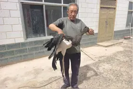 瓜州成功救助一只鸟中大熊猫——黑鹳图片