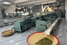 数字化赋能 “新茶人”如何动传统茶产业转型升级图片