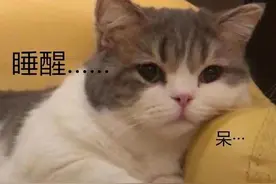 惯猫如杀猫，一旦猫咪出现这些行为，说明已被惯坏图片
