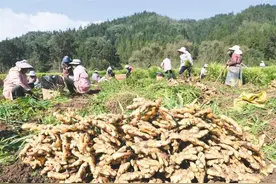 罗平：23.5万亩小黄姜迎来采收期​图片
