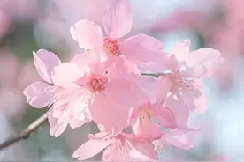 申城开启樱花“盛宴”！徐汇这些公园可赏→图片