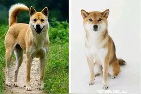 杰克是只狗图片