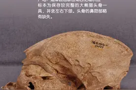 文博日历 | 大熊猫头骨图片
