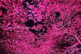 最高达十余万人次！夜樱点亮洛龙公园“月光经济”新活力图片