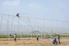 东平县彭集街道：安全措施为大棚建设保驾护航图片