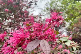 盛开时犹如礼花焰火，红花檵木“挂彩”春夏之交图片