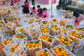 初冬收获忙#图片