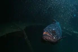 海南三亚：在海洋牧场看缤纷水下世界图片