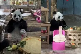 台风后的海南热带野生动植物园99%植物被毁，政府和市民施以援手图片