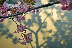 阳春三月“上春山”！快来看尽春花烂漫图片