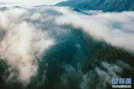 来云南，赏冬日热带雨林之美图片
