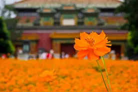 北海硫华菊进入盛花期！花海景观与古建交相辉映，美——图片