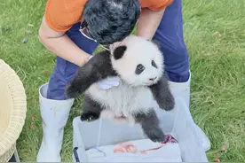 萌翻了！重庆动物园大熊猫“好奇”的宝宝满三个月啦图片