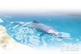 福建首例！成功救助搁浅中华白海豚图片