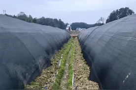 凤冈：小小羊肚菌孕育丰收景图片