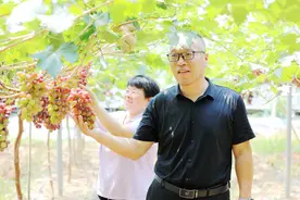 阳信县：大棚小葡萄串起增收路图片