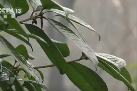 加强管护稳丰收！春赏花、夏品果 “土特产”变身“大产业”图片