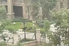揪心！女童遭恶犬撕咬！孩子被狗咬住，家长怎么做？图片
