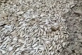 湖南沅江桃源段出现死鱼，渔政部门：是银鲴，高温下水位低缺氧导致图片
