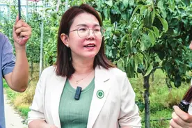 宁陵推广酥梨简约栽培技术的实践图片