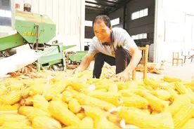 黄州区恒金农产品种植专业合作社机械化托管服务促增收图片