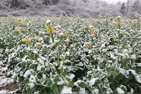雪与花的邂逅图片
