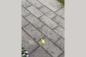 江苏多地现大量黑色果实  网友：躲不开且难清洗！图片