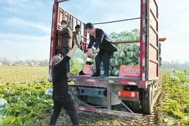 滞销的菜找到进城的路 河南多地爱心人士伸出援手帮助农户解决卖菜难题图片