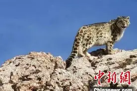 雪豹“巡山”！黄河源头生态管护员近距离偶遇雪豹图片