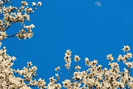 春临观山湖，邂逅十大绝美赏花地，赴一场花的邀约图片
