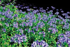 缤纷无尽夏！昆明金殿正是花开烂漫时图片