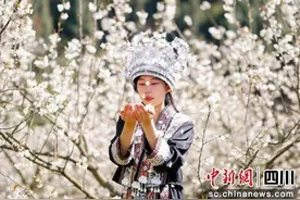 泸州叙永：樱桃花开满苗寨 团结共绘新画卷图片