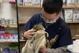 他用RAP记录宠医故事涨粉百万，轻松诙谐背后是生死竞速瞬间图片