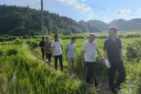 “小竹子”成“大产业”，深圳驻河源上陵镇工作队助力竹子产业快速发展图片