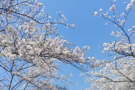 春日限定！贵安樱花园盛花期解锁粉色浪漫新体验图片
