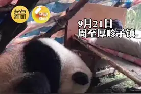被发现时正在呼呼大睡！野生大熊猫在村民窝棚里睡了一晚图片