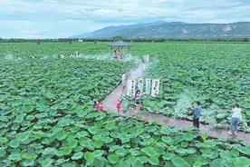 蛙声出碧波 万亩荷花开图片