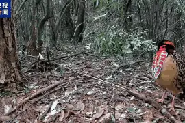 求偶热舞、猛兽撒糖、雨林遛娃……地球频道的动物顶流都在这→图片
