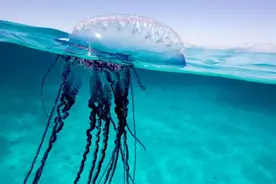 南海物说｜南海“毒”家指南图片