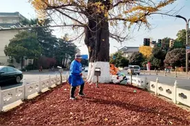 江苏扬州：千年古银杏“铁腿”护身，古树名木保护有“方”图片