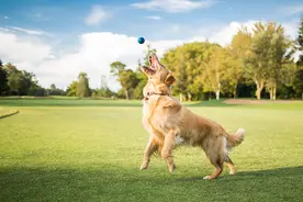 “十问十答”：恶犬咬伤后我们该如何应对？图片