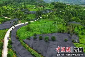 贵州沿河：碾茶采收忙 茶农喜增收图片
