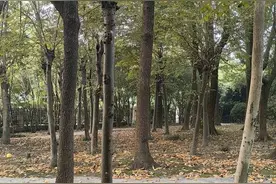 随笔‖聆听鸟鸣图片