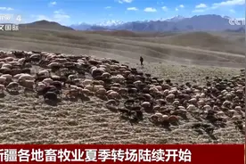 新疆各地畜牧业夏季转场陆续开始 “最美转场路”上多种服务“到位”图片