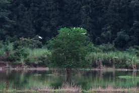 泰顺县司前畲族镇：流域综合治理工程绘就生态共富新画卷图片